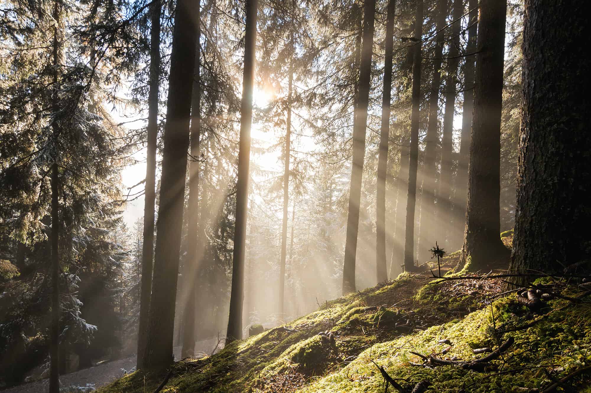 Martin Peintner