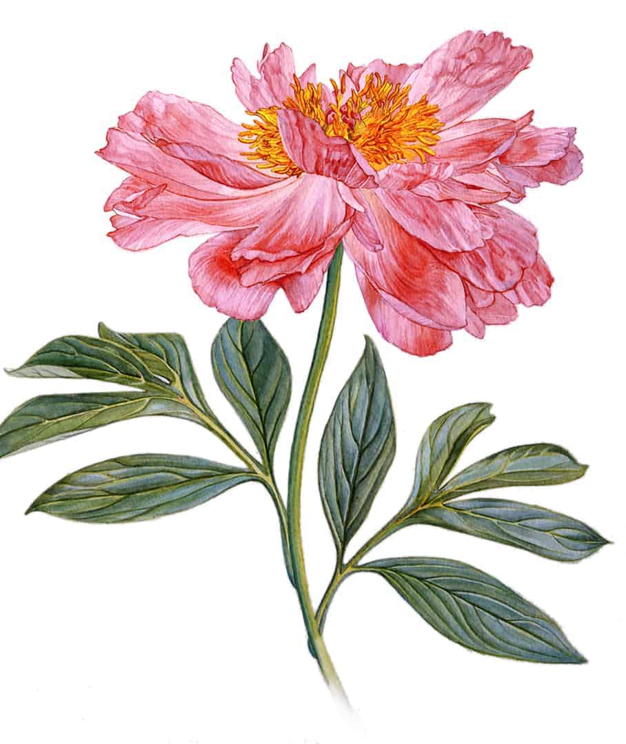 Botanical Illustrations ~ A Watercolour Classic
